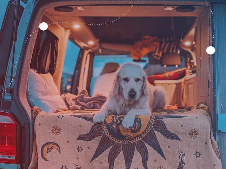 Hund im Caravan