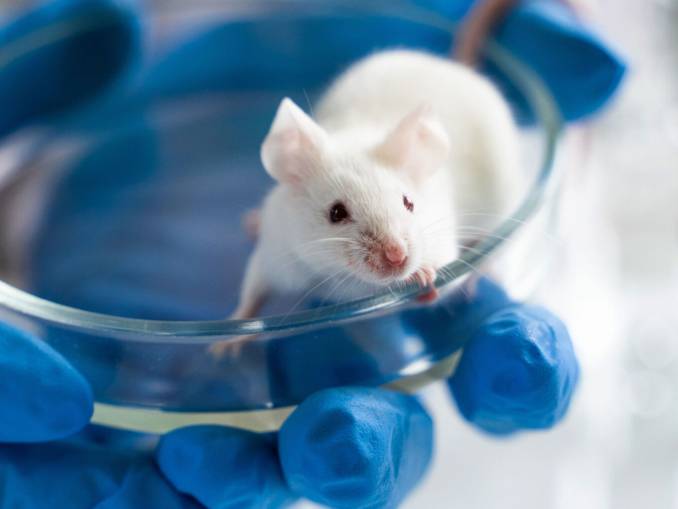 Hand in blauem Gummihandschuh hält Petrischale mit weißer, lebendiger Maus darin