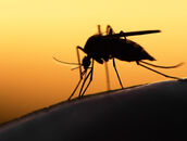 Malaria-Moskito