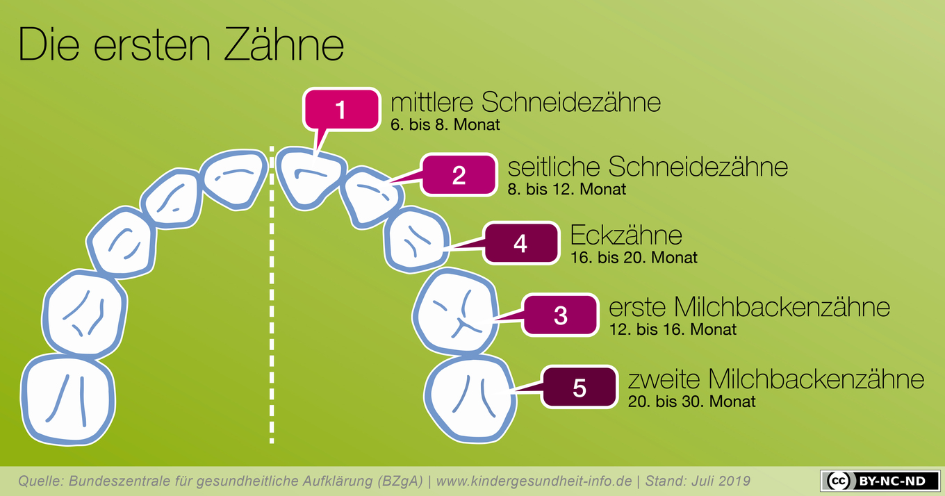 Grafik Zahnentwicklung bei Kindern