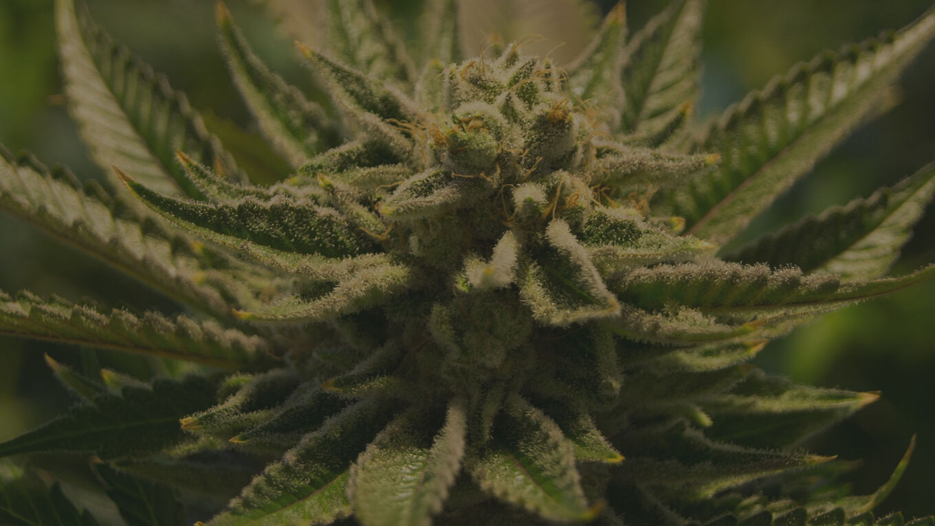 Cannabisblüte