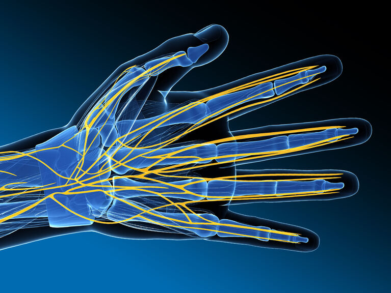 Abbildung Hand-Modell, Nerven