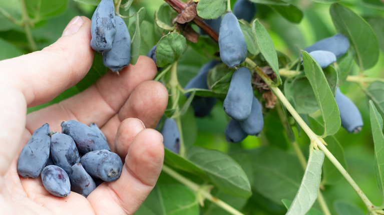 Haskap-Beeren-Ernte